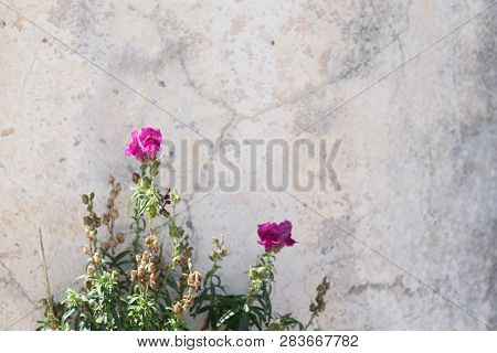 Save
Download Preview
Sun Rays Penetrating Through The Blooming Pink Purple  Flowering Plant Growing