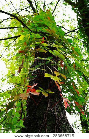 Hedera Helix Ivy On Wood Trunks. Painted In Oil. Usa, State Of Michigan