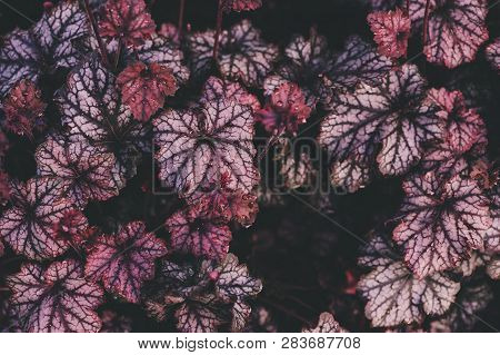 Beautiful Red Heuchera Planted In Summer Garden. Nice Silvery Shade Tolerant Plant For Garden Design