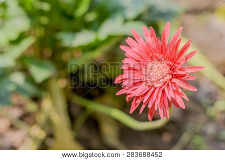 A Barberton Daisy Gerbera In Sunlight. Known As Transvaal Daisy Or Barbertonse Madeliefie, Gerbera J