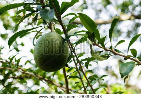Calabash Tree Crescentia Cujete With Green Fruits