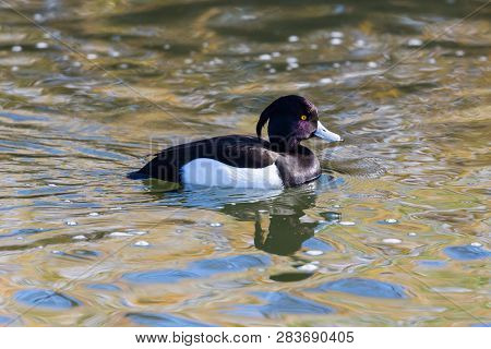 Natural Male Tufted Duck (aythya Fuligula) Swimming On Water Surface