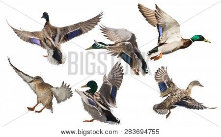 flying mallard ducks isolated on white background
