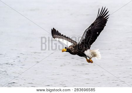 The Predatory Stellers Sea-eagle