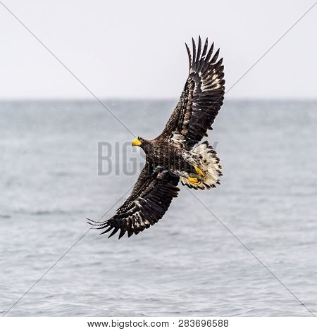 The Predatory White-talied Sea Eagle