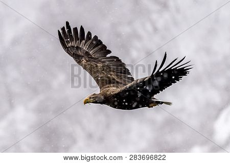 The Predatory White-talied Sea Eagle