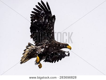 The Predatory White-talied Sea Eagle