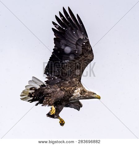 The Predatory White-talied Sea Eagle