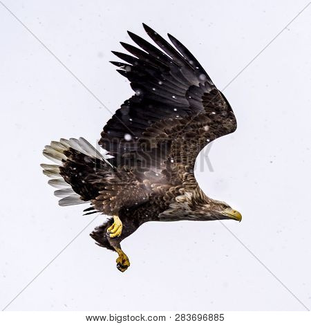 The Predatory White-talied Sea Eagle