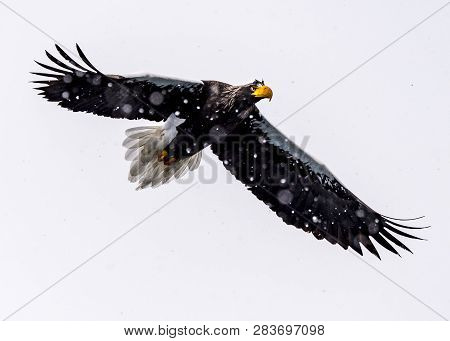 The Predatory Stellers Sea-eagle