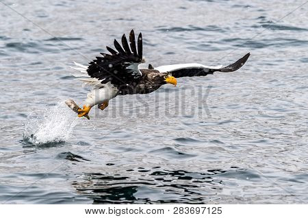 The Predatory Stellers Sea-eagle