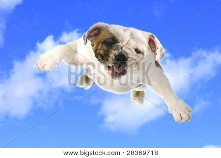 vuelo de perro - bulldog inglés volando en el cielo azul nublado