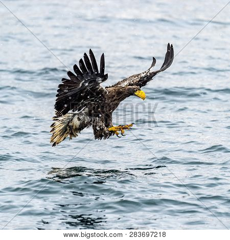 The Predatory White-talied Sea Eagle