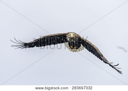 The Predatory White-talied Sea Eagle