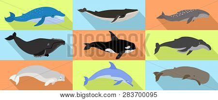 Whale Icons Set. Flat Set Of Whale Vector Icons For Web Design