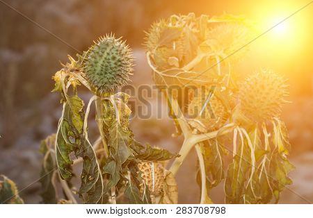 Hindu Datura Datura Metel In The Period Of Fruiting At Sunset