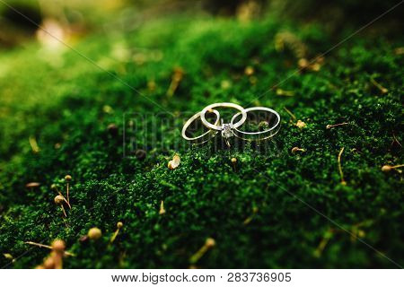 Stylish Wedding Rings On Green Moss In The Woods