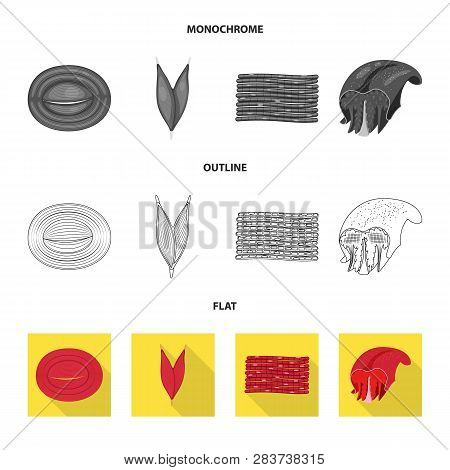 Vector Design Of Fiber And Muscular Logo. Collection Of Fiber And Body  Stock Vector Illustration.