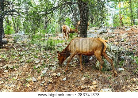 Deer In The Forest Near Yosemeti National Park. California