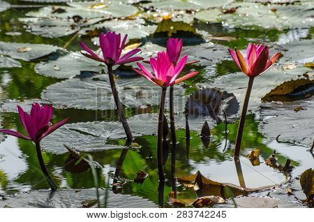 Pink Water Lilies Blooming In The Dappled Sunshine On A Large Pond In Tobago, Trinidad And Tobago.