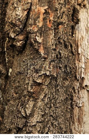 The Cracked Bark Of An Old Tree, Like The Original Natural Texture For The Background. Natural Tree 