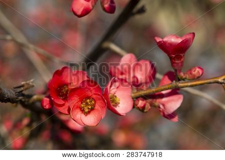 Spring Flowers Series, Red Flowers On The Branches Flowering Chaenomeles Speciosa (chinese Quince Fl