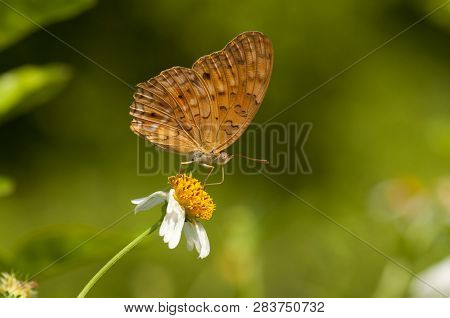 Leopard Butterfly (phalanta Phalantha) Is Feeding On A Flower