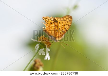 Leopard Butterfly (phalanta Phalantha) With Tattered Wings Is Feeding On A Flower