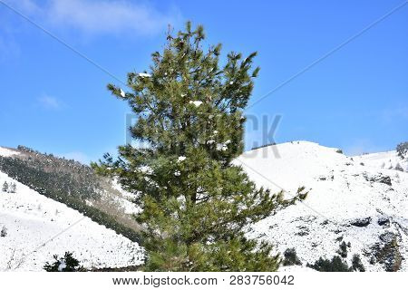 Winter Landscape With Snowy Mountain And Pine Tree. Blue Sky, Sunny Day. Ancares, Lugo, Galicia, Spa
