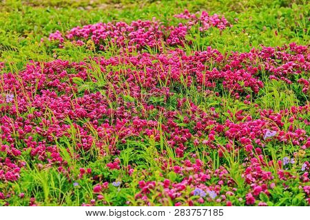 The Kamchatka Rhododendron (rhododendron Camtschaticum). Spring Flowers Of Kamchatka. Flowers And La