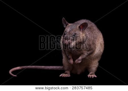 Gambian Pouched Rat, 3 Years Old, On Black
