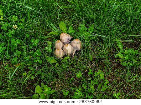 A Bunch Of Five Dung Mushrooms In The Grass On A Field In A Village.