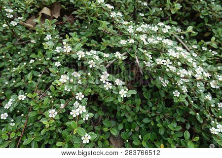 Foliage And Flowers Of Cotoneaster Horizontalis In May