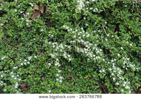 Small Glossy Leaves And White Flowers Of Cotoneaster Horizontalis