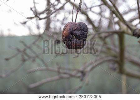 Plant Diseases. Monilinia Fructigena. Infected Apples Grow In The Tree Branch With Typical Signs Of 