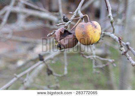 Plant Diseases. Monilinia Fructigena. Infected Apples Grow In The Tree Branch With Typical Signs Of 