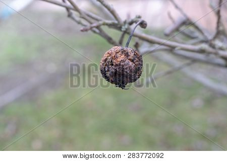 Plant Diseases. Monilinia Fructigena. Infected Apples Grow In The Tree Branch With Typical Signs Of 