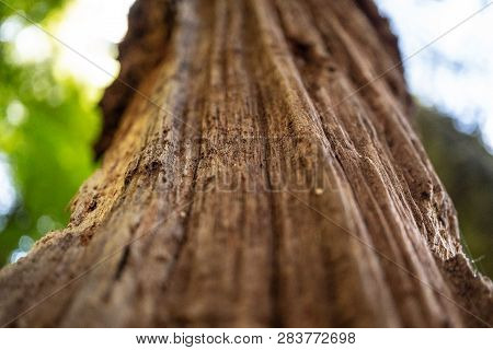 Amazing Nature Of New Zealand, Nature Image Of The Nature In New Zealand, Great Wildlife And Plants 