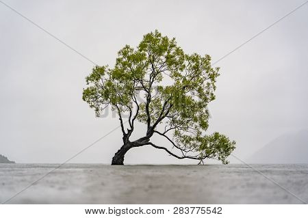 Wanaka Tree In The Fog In New Zealand, Amazing Tree Of Wanaka In The Lake, Plant In A Lake, Good Bac