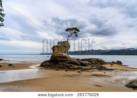 Tree On A Cliff In The National Park Of Abel Tasman, Abel Tasman Coast Track In The National Park, A