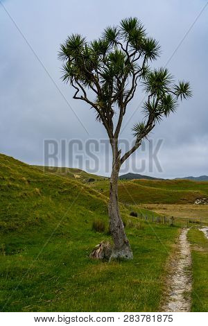 Lonely Tree On The Hill Of Cape Farewell, New Zealand Tree On The Track Of Cape Farewell
