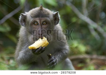 カニを食べるニホンザル (macaca 発病)