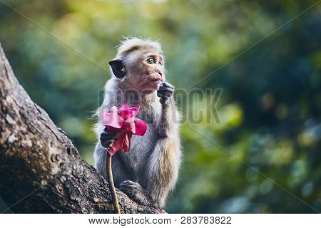 Cute Monkey Sitting On Branch And Eating Flower. Dambulla, Sri Lanka.