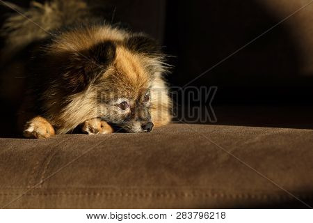 Paws Pomeranian Spitz. Pets View From Above. The Dog Is Sad