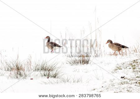 Two Greylag Geese Walking In Snowy Winter Grassland