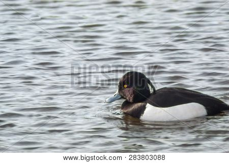 Tufted Duck Swimming