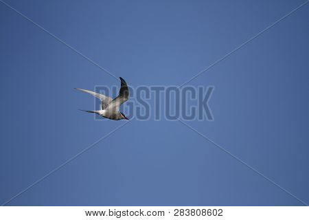 Arctic Tern, Sterna Paradisaea, Flying Around Searching For Food