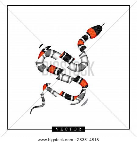 Graphic Illustration Of Coral Snake Or Micrurus Isolated