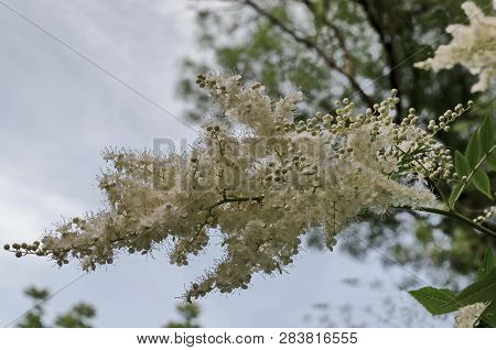 Branch Of Japanese Tree Lilac Or Syringa Reticulata With White Bloom Close Up In The Springtime,  Po