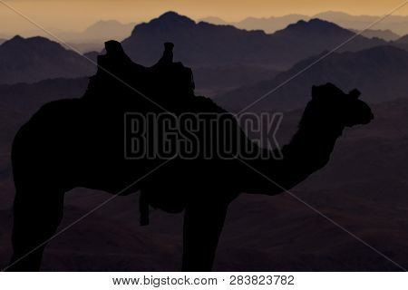 Silhouette Dromedar Camel On The Background Of The Mountain Of St. Moses, Egypt, Sinai